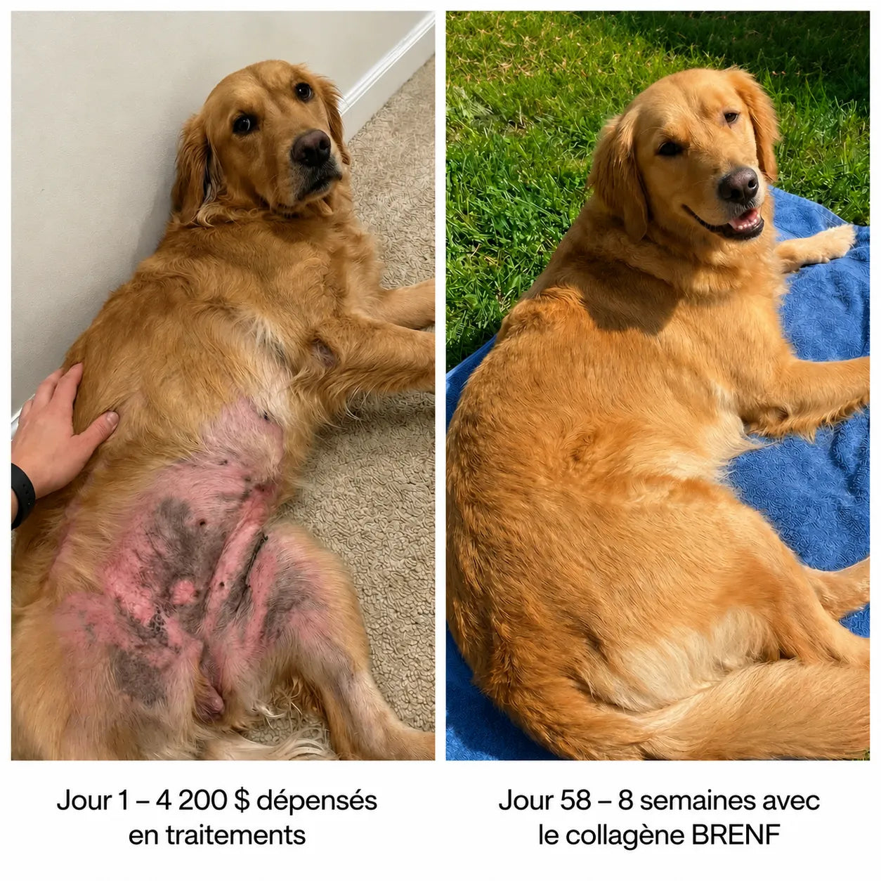 Collagène Liquide Premium TOKLER